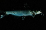 Ictalurus punctatus - Channel Catfish