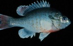 Lepomis auritis - Redbreast Sunfish by Roger W. Barbour