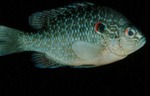 Lepomis gibbosus - Pumpkinseed Sunfish by Roger W. Barbour