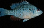 Lepomis humilis - Orangespotted Sunfish by Roger W. Barbour