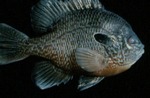 Lepomis megalotis - Longear Sunfish