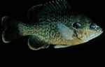 Lepomis megalotis - Longear Sunfish