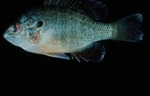 Lepomis megalotis - Longear Sunfish by Roger W. Barbour