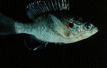 Lepomis microlophus - Redear Sunfish