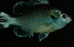 Lepomis punctatus - Spotted Sunfish