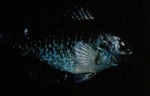 Lepomis symmetricus - Bantam Sunfish