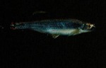 Lucania goodei - Bluefin Killifish