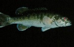 Micropterus coosae - Redeye Bass