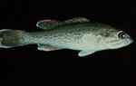 Micropterus dolomieui - Smallmouth Bass