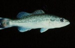 Micropterus punctulatus - Spotted Bass