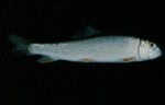 Moxostoma macrolepidotum - Northern Redhorse by Roger W. Barbour