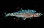 Notropis ardens - Rosefin Shiner by Roger W. Barbour