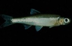 Notropis ariommus - Popeye Shiner by Roger W. Barbour