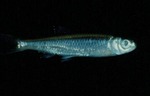 Notropis atherinoides - Emerald Shiner by Roger W. Barbour