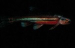 Notropis chrosomus - Rainbow Shiner by Roger W. Barbour