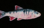 Notropis chrysocephalus - Striped Shiner by Roger W. Barbour