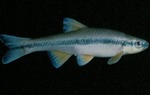 Notropis lutipinnis - Yellowfin Shiner by Roger W. Barbour