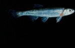 Notropis rubellus - Rosyface Shiner by Roger W. Barbour