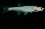 Notropis rubellus - Rosyface Shiner by Roger W. Barbour
