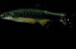 Notropis signipinnis - Flagfin Shiner by Roger W. Barbour