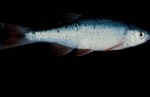 Notropis umbratilis - Redfin Shiner by Roger W. Barbour