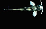 Noturus elegans - Elegant Madtom by Roger W. Barbour