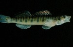 Percina caprodes - Logperch by Roger W. Barbour