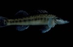 Percina oxyrhyncha - Sharpnose Darter by Roger W. Barbour