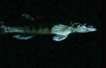 Percina phoxocephala - Slenderhead Darter by Roger W. Barbour