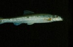 Phenacobius crassilabrum - Fatlips Minnow by Roger W. Barbour
