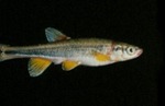 Phoxinus cumberlandensis - Blackside Dace by Roger W. Barbour