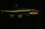 Phoxinus erythrogaster - Southern Redbelly Dace