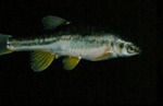 Phoxinus oreas - Mountain Redbelly Dace by Roger W. Barbour