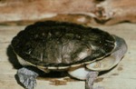 Chelodina expansa by Roger W. Barbour