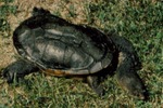 Chelodina oblonga by Roger W. Barbour