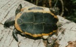 Platemys platycephala melanonota