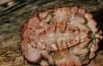 Chelus fimbriatus