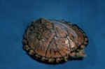 Kinosternon carinatum