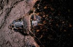 Eretmochelys imbricata by Roger W. Barbour