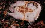Chelydra serpentina osceola