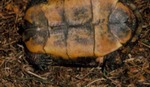 Rhinoclemmys pulcherrima rogerbarbouri