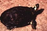 Rhinoclemmys punctularia diademata