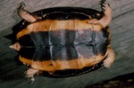 Rhinoclemmys rubida perixantha by Roger W. Barbour