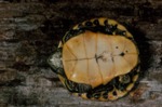 Deirochelys reticularia by Roger W. Barbour