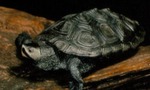 Malachemys t. terrapin by Roger W. Barbour