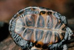Malachemys t. terrapin by Roger W. Barbour
