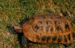 Indotestudo elongata by Roger W. Barbour