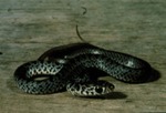 Coluber constrictor paludicola by Roger W. Barbour
