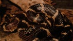 Lampropeltis getulus by Roger W. Barbour