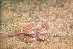 Lampropeltis triangulum syspila by Roger W. Barbour